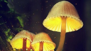 Magic Mushroom Ingredient May Be An Effective Migraine Treatment F