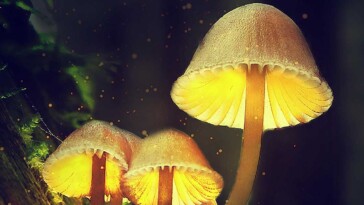 Magic Mushroom Ingredient May Be An Effective Migraine Treatment F