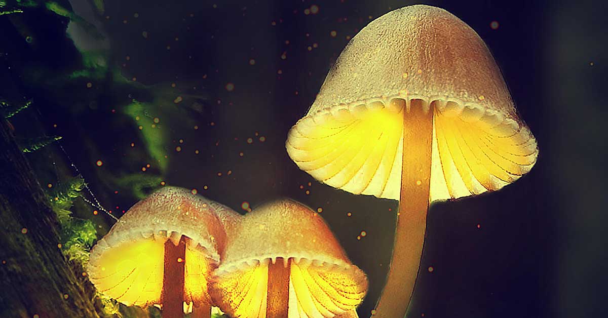 Magic Mushroom Ingredient May Be An Effective Migraine Treatment F