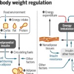 Research Has Found Overeating May Not Be The Main Cause Of Weight Gain F