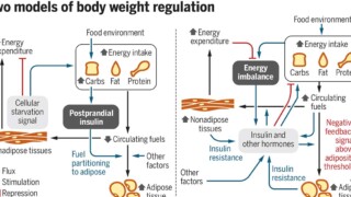 Research Has Found Overeating May Not Be The Main Cause Of Weight Gain F